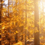 Ностальгические воспоминания о Диком Западе и золотоискателях детства