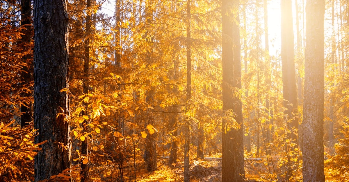 Ностальгические воспоминания о Диком Западе и золотоискателях детства