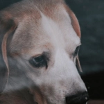 Ностальгический взгляд на программы лояльности казино сквозь время