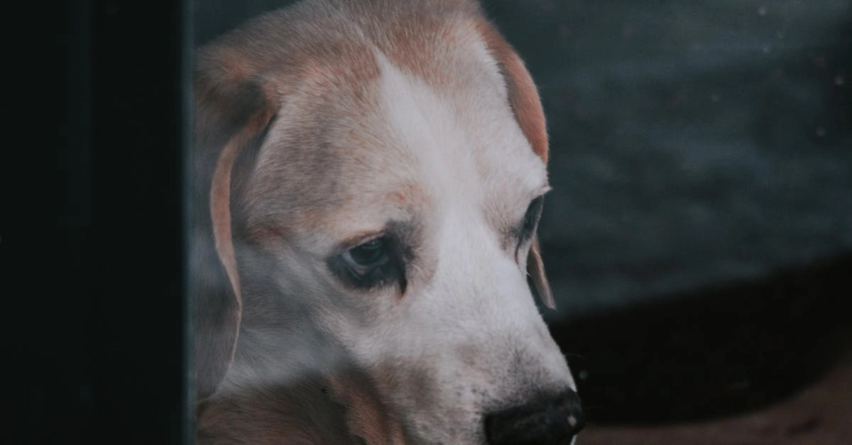 Ностальгический взгляд на программы лояльности казино сквозь время