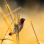 Мустанги на фоне заката символизируют эпоху золотой лихорадки