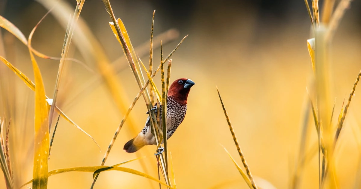 Мустанги на фоне заката символизируют эпоху золотой лихорадки